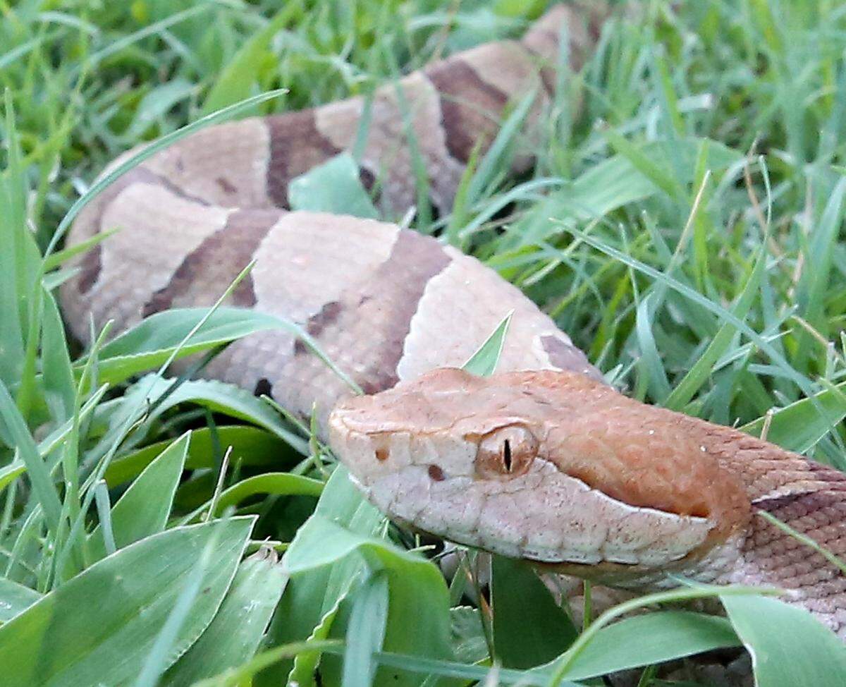 Copperheads are out and about, but your dog doesn’t know to avoid them.