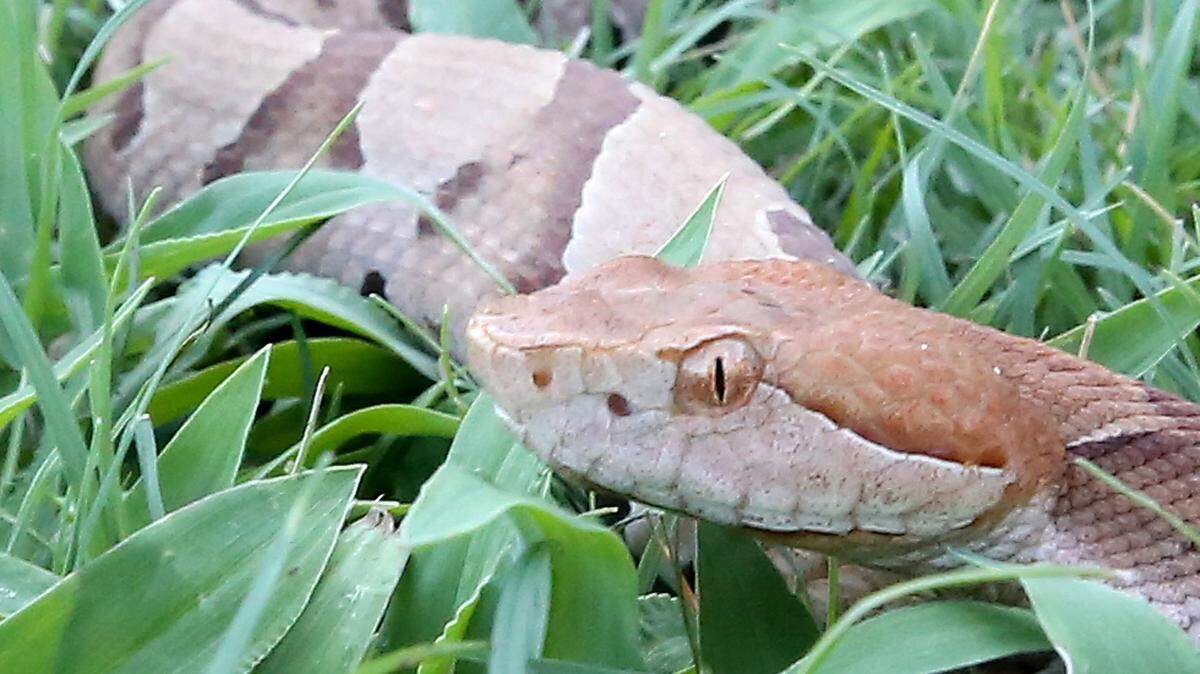 Copperheads are the most common venomous snake in South Carolina.