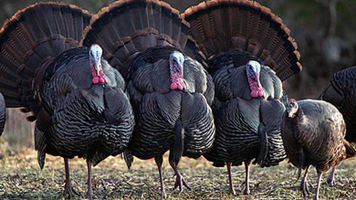 ‘A great way to spend time’: SC turkey season gives outdoorsmen a safe coronavirus outlet