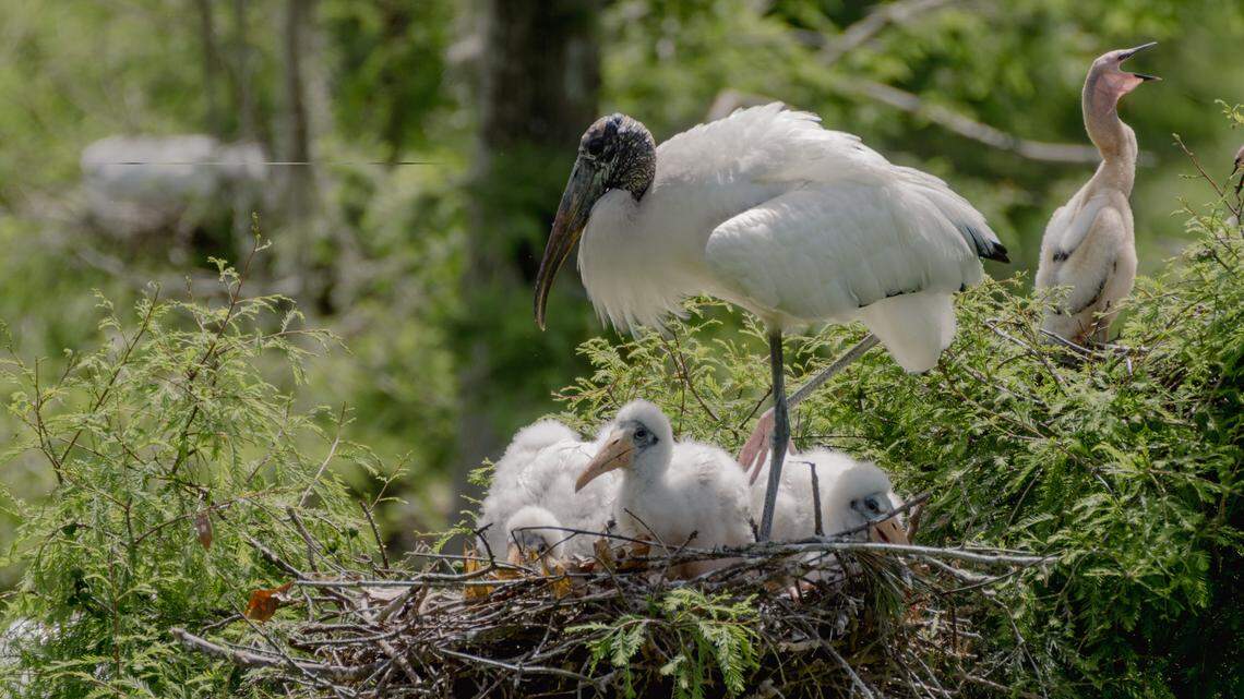 This bird species is no longer endangered. Where are they in South Carolina?