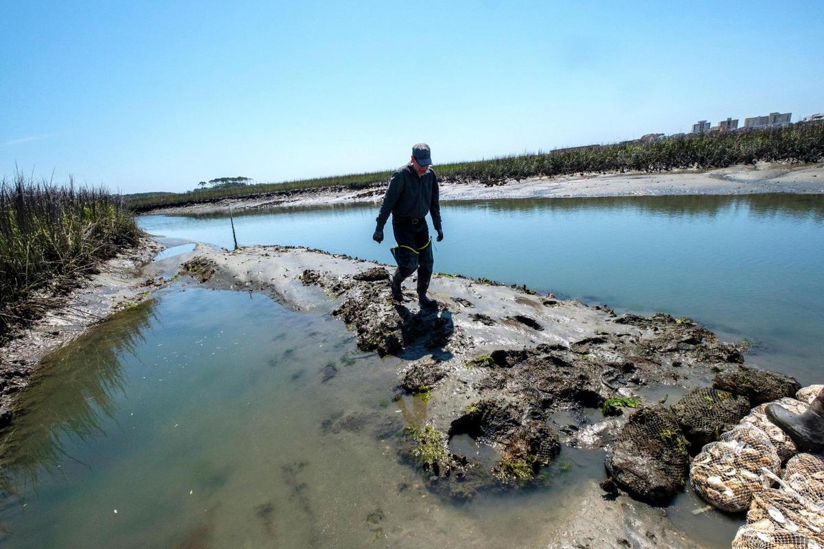 Keith Walters, a Marine Science professor at Coastal Carolina University checks the progress of an oyster reef restoration that begun a year ago in Hog Inlet. April 28, 2022.