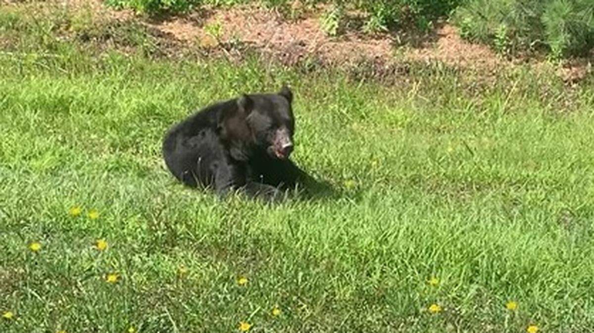 A male black bear was struck by a vehicle Sunday, June 2, 2024, along U.S. 501 near Coastal Carolina University. South Carolina Department of Natural Resources is investigating.