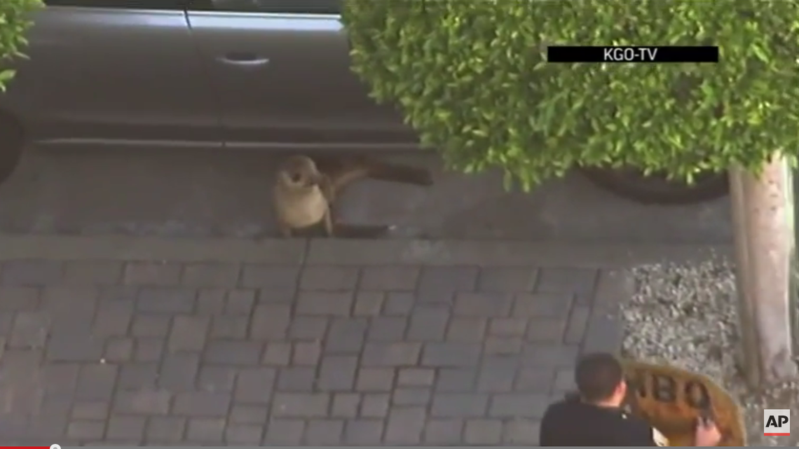 Video: Sea lion rescued on San Francisco street