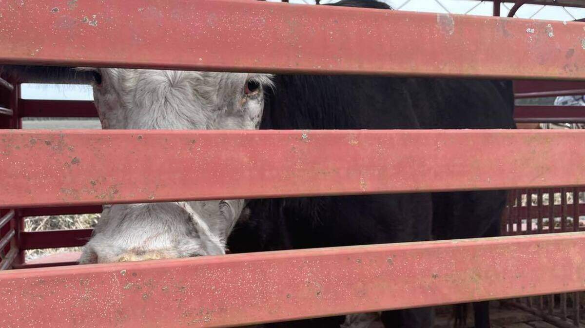 All but one cow has been rounded up by officials, but the Horry County Police Department reports that there is still one cow to get. Photo by Horry County Police Department
