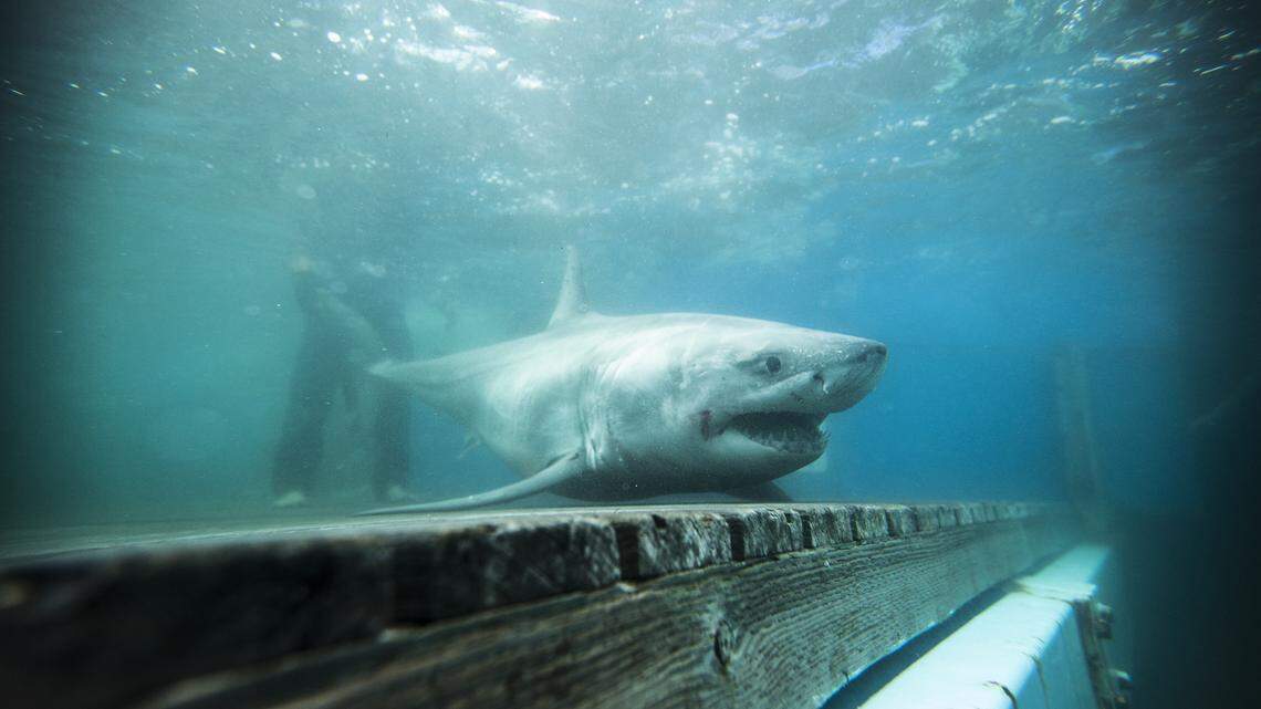 Sharks have been spotted off the Myrtle Beach coast. Here’s what to know