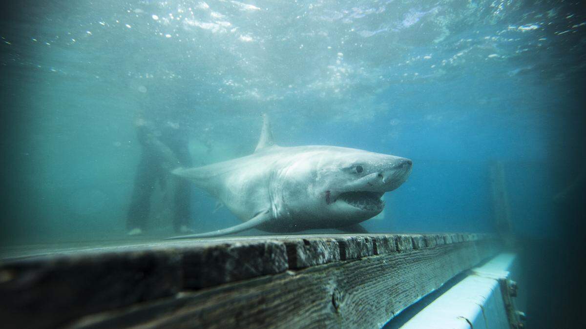 Ocearch tracks hundreds of sharks, dolphins, seals, swordfish, alligators and turtles.