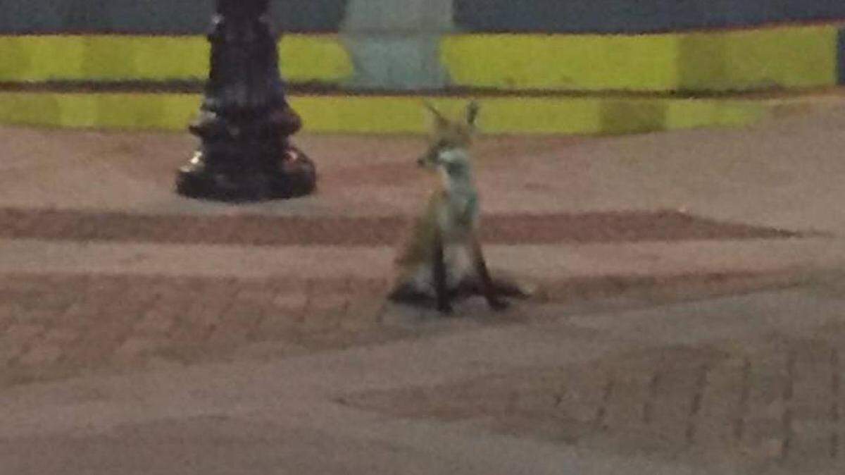 A fox sits in front of Ripley’s Believe It or Not in Myrtle Beach ahead of Hurricane Florence.