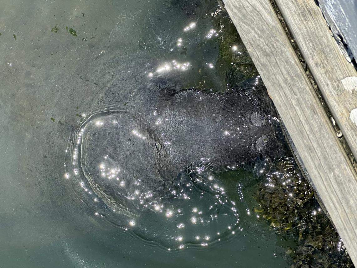 A manatee pokes its head out of the water at the Marlin Quay Marina in Murrells Inlet. The marine mammals will occasionally pop up in South Carolina when the ocean warms up.