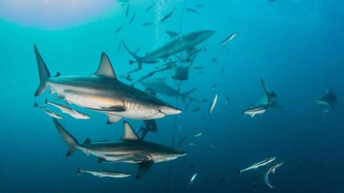Swimmer bitten by shark on Grand Strand beach. What we know