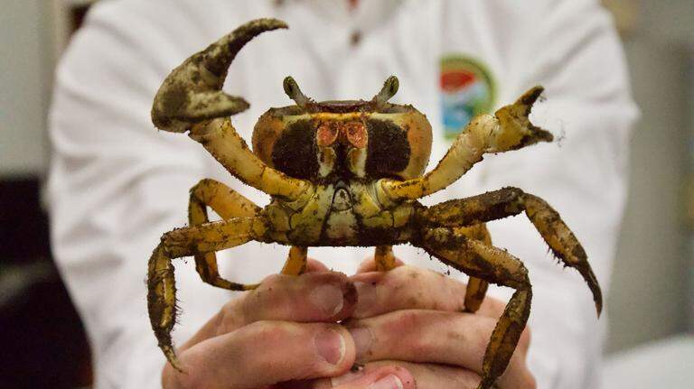Is this non-native crab species invading SC? Here’s how you can help researchers