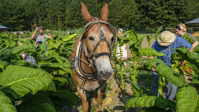 Photos: Tobacco cropping day at Horry County’s historic farm