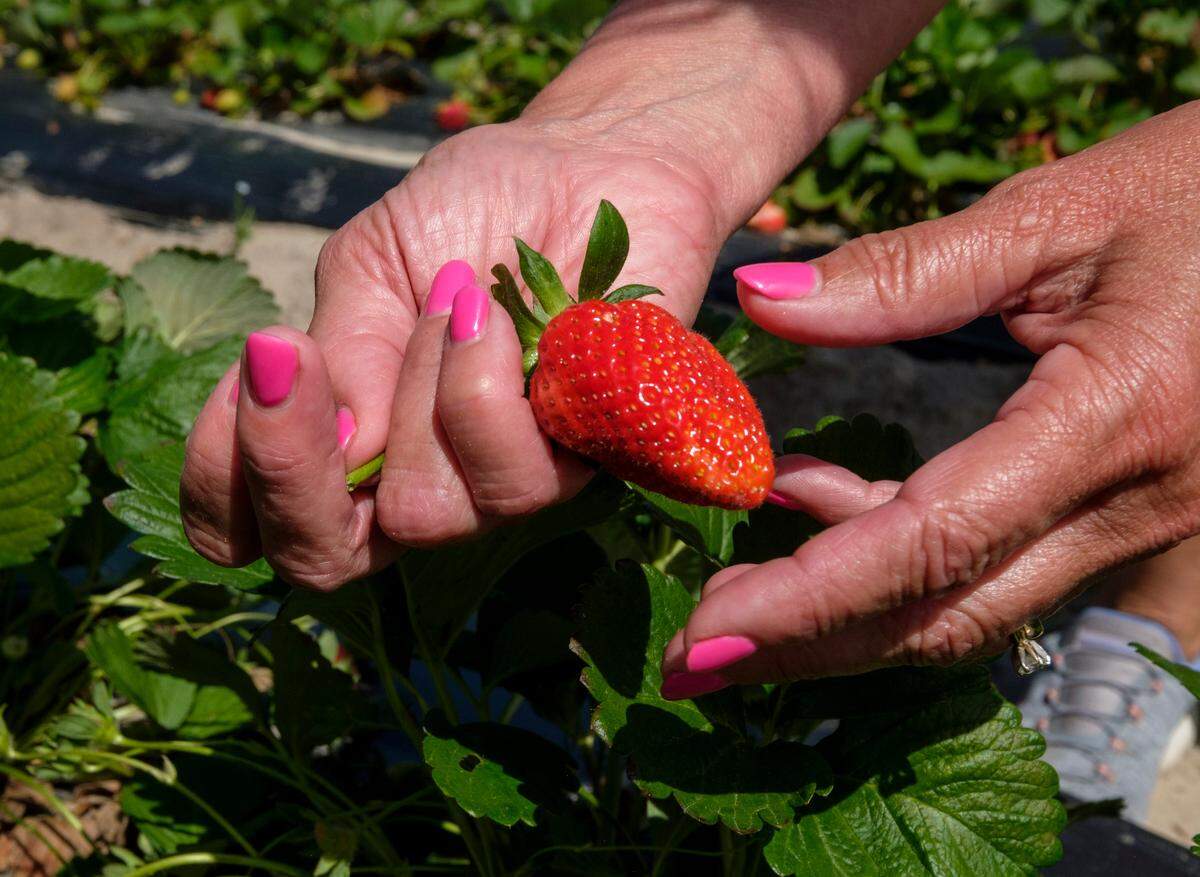 Lynn Hammond works with family and friends to collect strawberries from their fields for a weekend event. Lynn’s Berries, like many local area strawberry farms, have struggled to meet demand with this Spring’s berry crop. April 13, 2023.