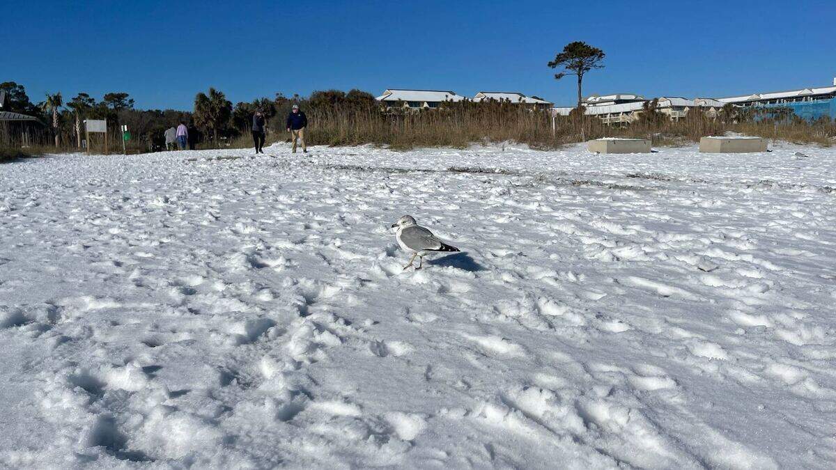Humans and birds experienced the snow that fell on the beach in Hilton Head, SC. It was the first snow in seven years for Beaufort County and a rare sight for the sandy beaches. Jan. 22, 2025