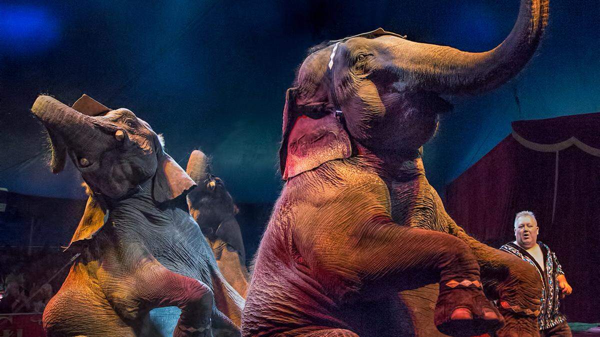 A file photo of when Loomis Bros. Circus performed at the Myrtle Beach Convention Center.