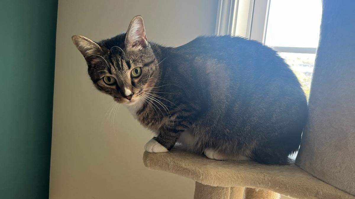 Here are the top four cats to vote on in the second round of our cutest cat in the Myrtle Beach area poll.