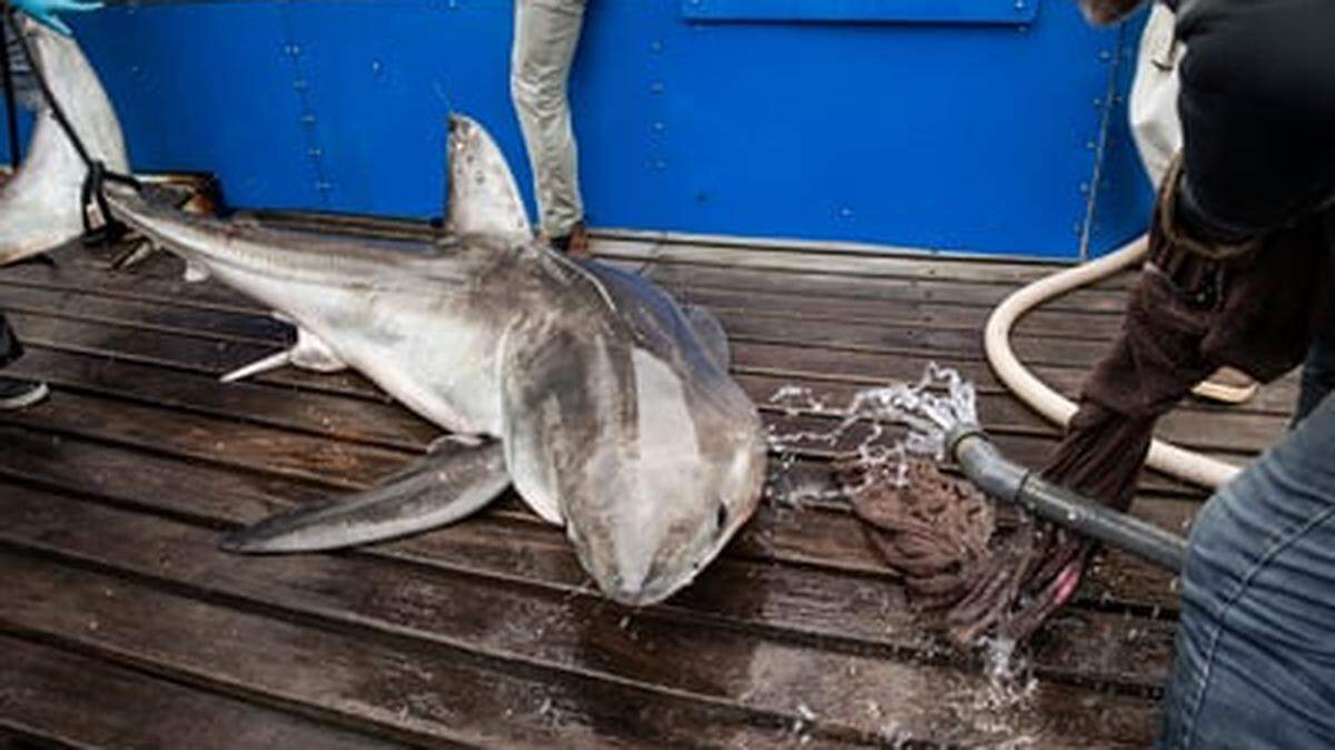 The male white shark Frosty pinged off the Myrtle Beach, SC coast Dec. 30, 2023.