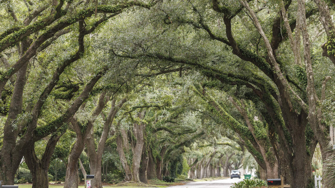 Georgetown’s factories impacted this iconic SC scenery. Is it now making a comeback?