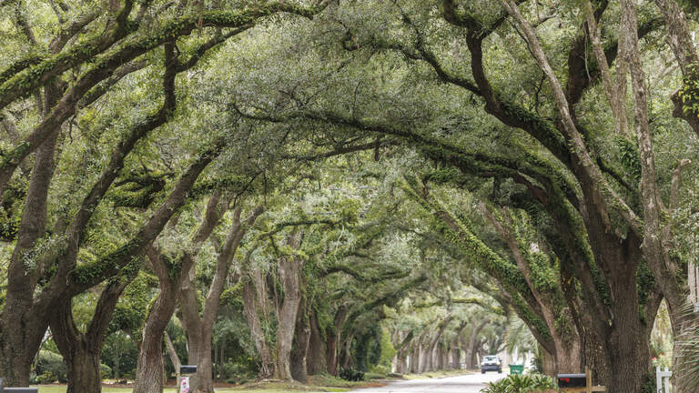 Georgetown’s factories impacted this iconic SC scenery. Is it now making a comeback?