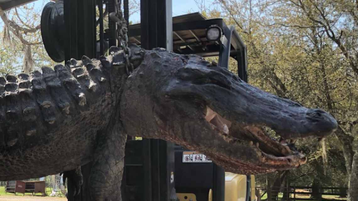 The mysterious disappearance of five hunting dogs was revealed when a hunter hauled a 12-foot alligator into one of South Carolina’s wild game meat processing plants.