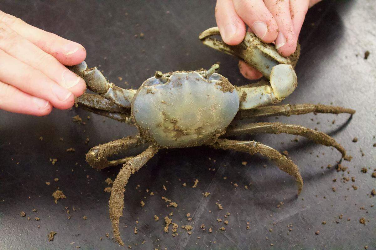 Adult male blue land crabs have one large, powerful claw and tend to grow larger than their female counterparts, according to South Carolina Department of Natural Resources.