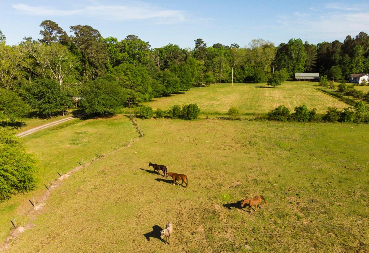 Horses roam the property where a new agitourism site is being planned outside Conway. Scott Thompson plans to open the new educational farm at the historic brickyard, where he will host tours and events in the fall of 2019.