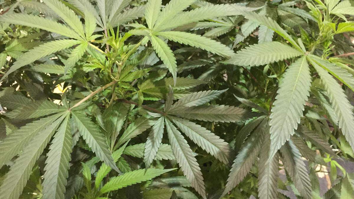 File photo of marijuana - (AP Photo/Gillian Flaccus, File)