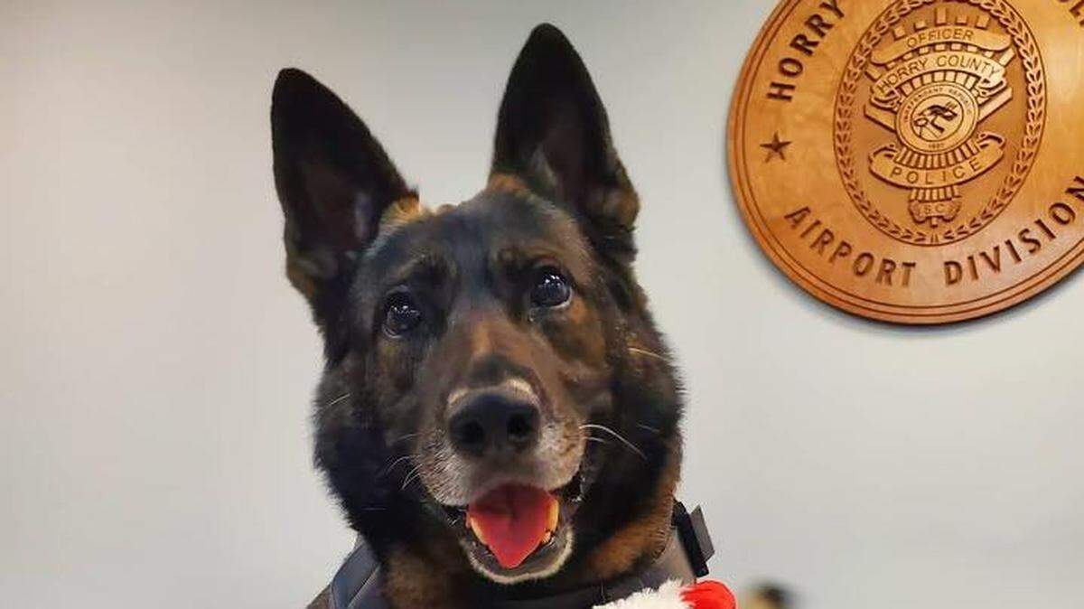 Horry County Police K9 Bram passed away overnight Saturday. The department is mourning the loss of the dog, who was an explosives detective at Myrtle Beach International Airport.