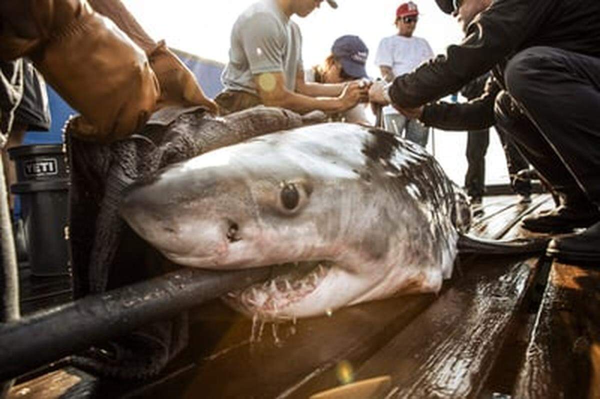 Great white shark Anne Bonny was tracked off the coast of North Myrtle Beach on Feb. 4, 2025.