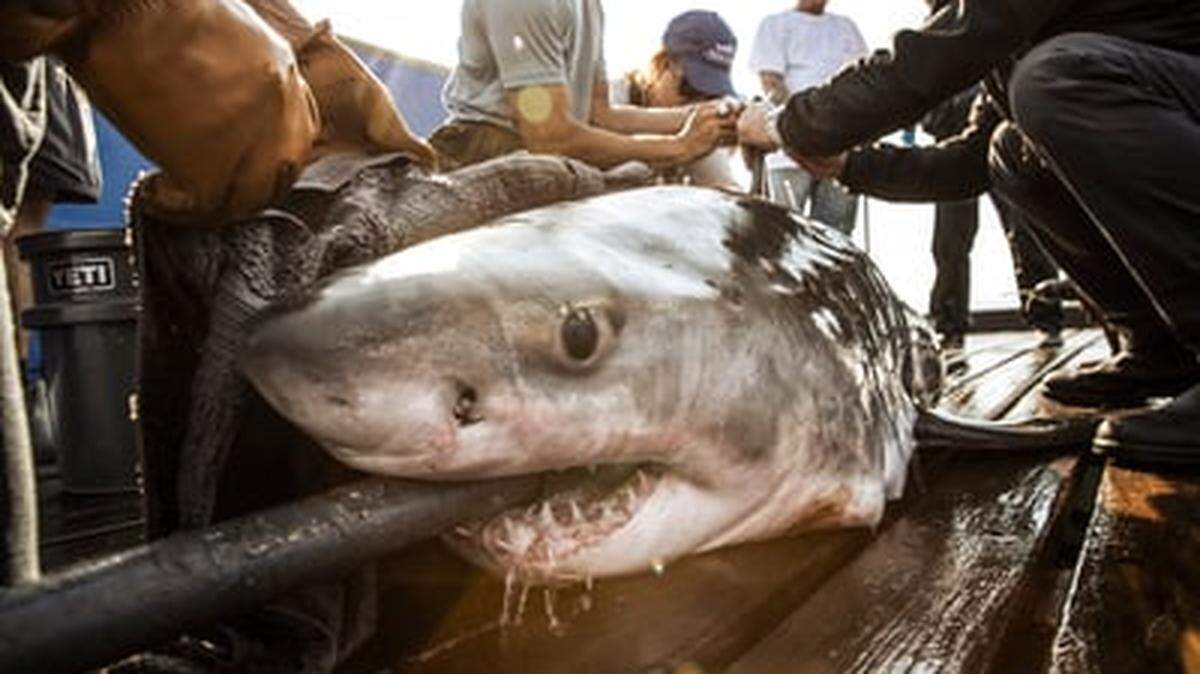 Great white shark Anne Bonny was tracked off the coast of Myrtle Beach area over Christmas.