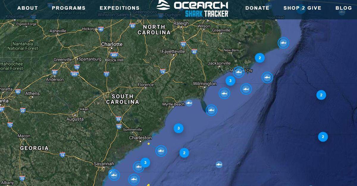 At least 10 great white sharks have been tracked off the Carolina coast recently, Ocearch data shows.