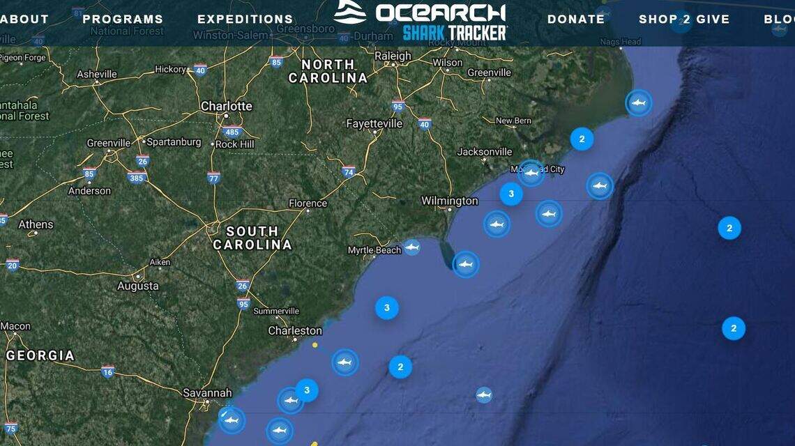 There are a lot of great white sharks off the Carolina coast right now, trackers show