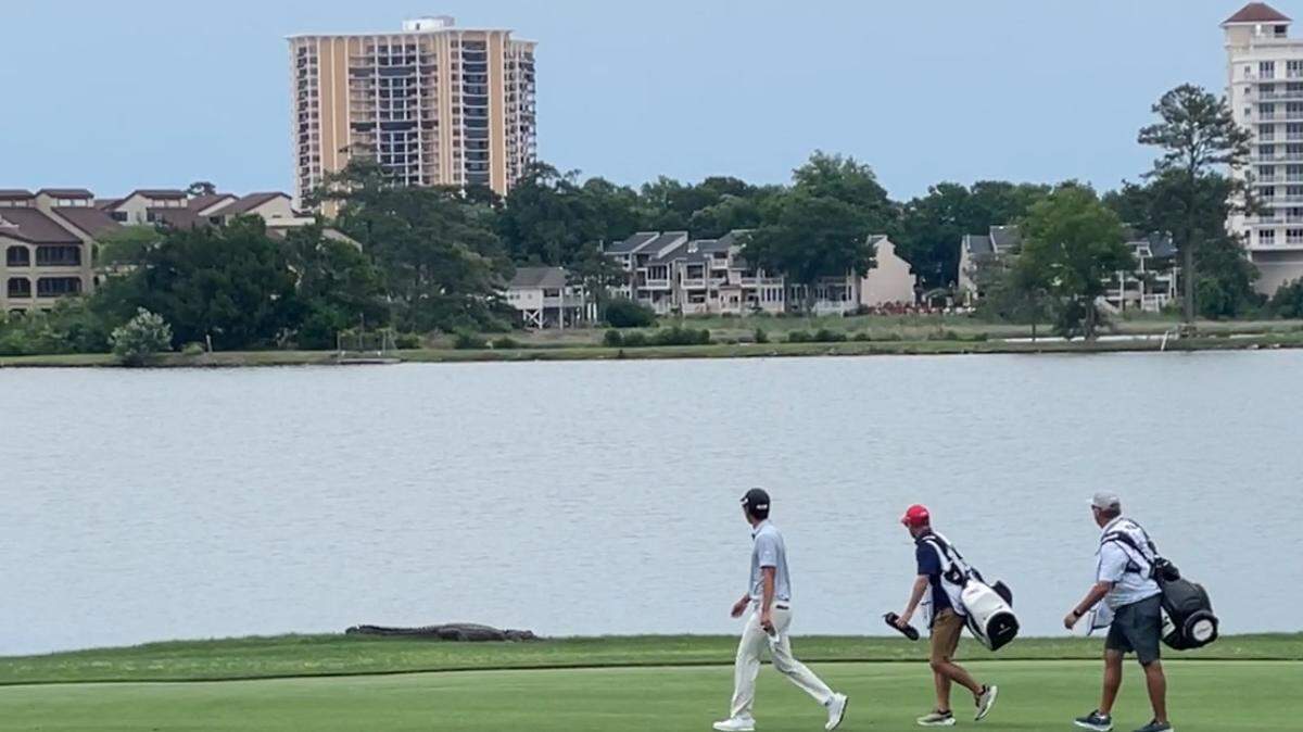 Golfers walk around a sun-bathing alligator on the 13th hole of the Dunes Golf & Beach Club during the second day of the Myrtle Beach Classic in 2024. The tournament returns this week, starting off the festivities with a celebrity round of golf.