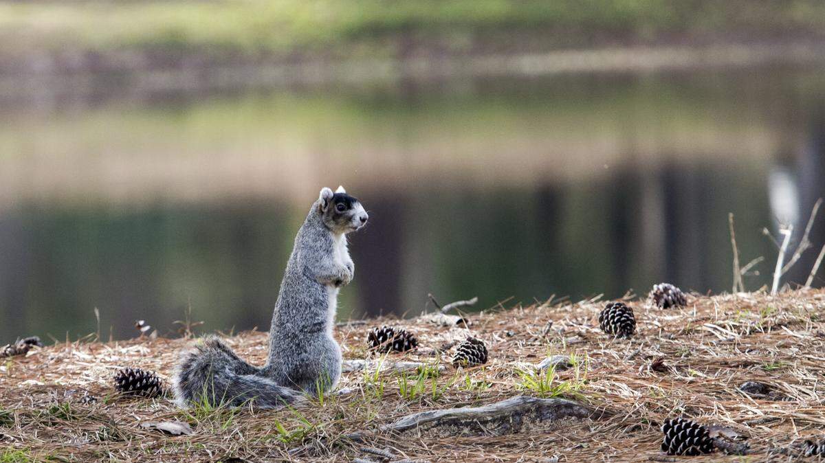 A fox squirrel sits by one of the ponds at Eagle’s Nest. The January Course Review is Eagle’s Nest in Little River, S.C.