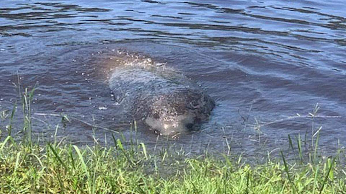 A manatee was spotted Sept. 4 in the Intracoastal Waterway in the Myrtle Beach area. Brandelyn Breinig was able to see the manatee eating grasses before it swam away. Sept. 5, 2023