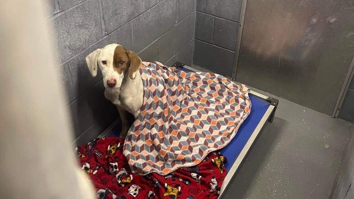 An Horry County dog owner could face criminal charges after a local animal center accused them of leaving their puppy outside during the ice storm on Friday, Jan. 21, 2022.