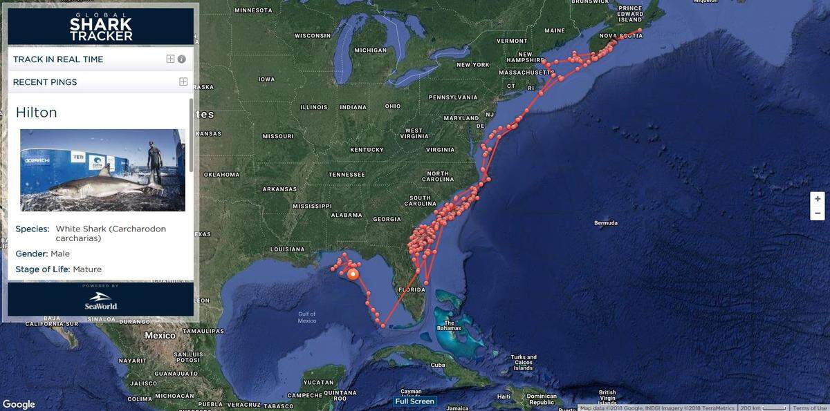 OCEARCH's Global Shark Tracker shows Hilton's path since he was tagged March 3, 2017. He's traveled more than 10,000 miles in a little more than one year.