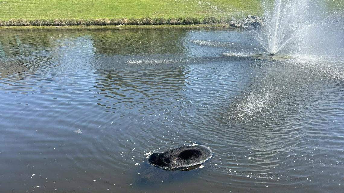 A black bear was found dead in a Market Common pond in Myrtle Beach, SC, on Friday, April 17, 2026. The animal was removed.