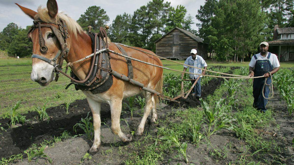 FREEWOOD FARMS, Freewoods Road, off Bay Road from S.C. 707 in the Burgess community. Activities include learning how to grow and cook fresh vegetables. 650-9139 or www.freewoodsfarm.com.

By Tom Murray tmurray@thesunnews.com