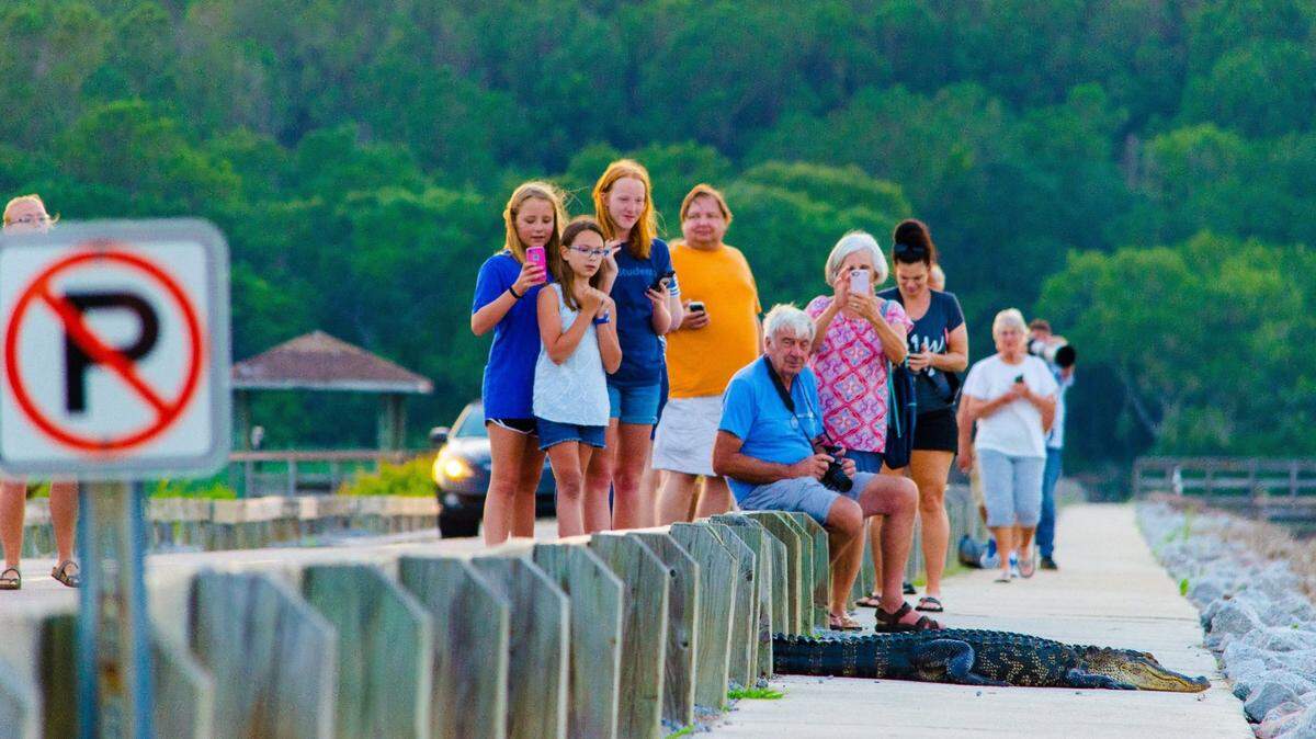 An alligator makes its way across a causeway in Huntington Beach State Park.