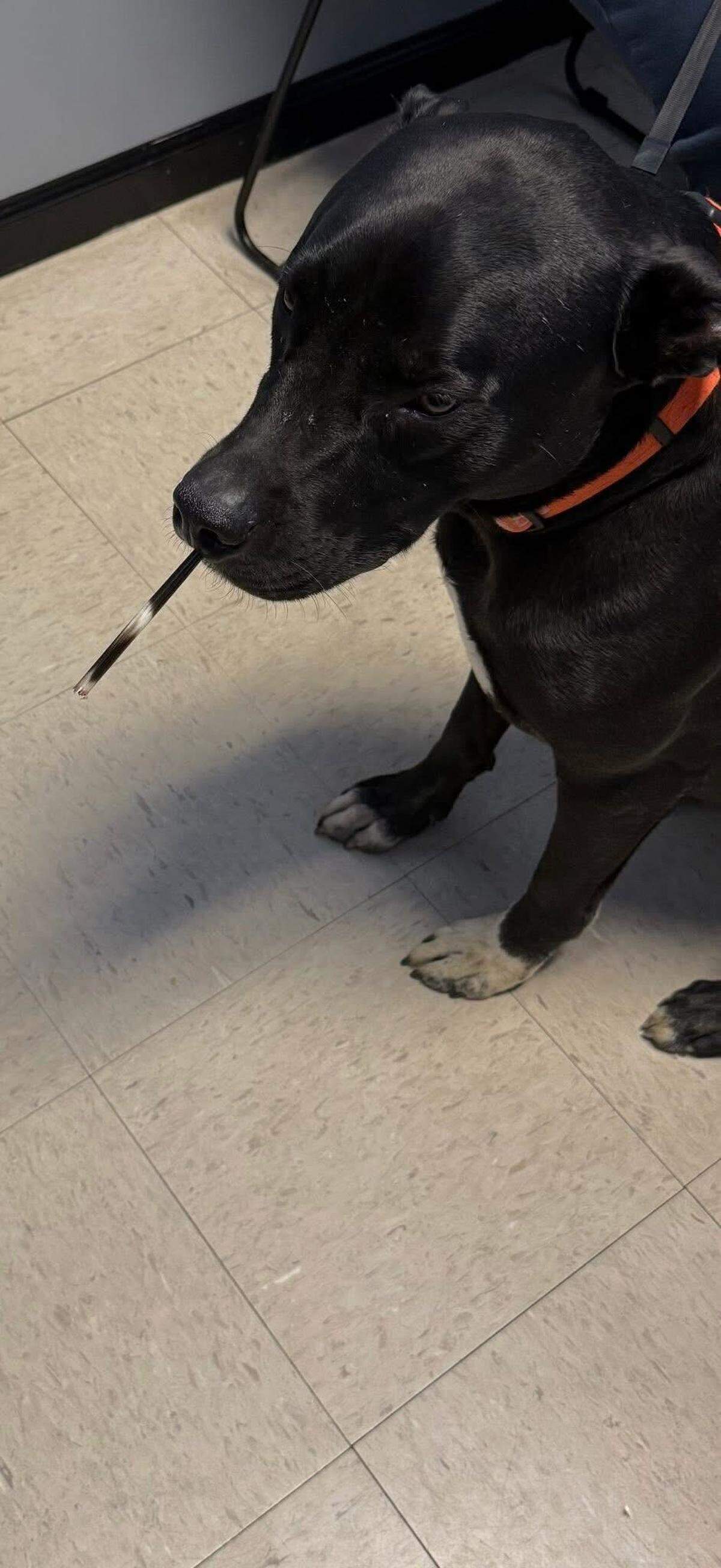 Blake Allen’s dog, Bo, was punctured in the snout by a porcupine quill in Conway April 29, 2026.