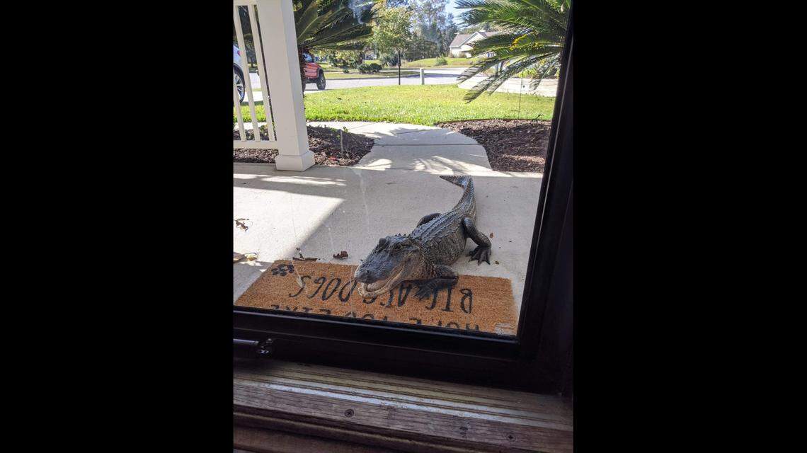 Robyn Schnessel of West Ashley, SC, heard her dogs barking Monday and realized there was an alligator sitting on her front porch, staring in the door.