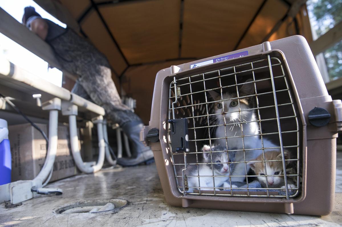 Lenore Letellier weeps over her twelve cats that were brought out of her flooded home on Lee’s Landing Circle on Tuesday. A joint effort by the Horry County Environmental Services, the Humane Society of the United States and the state National Guard lead to dozens of animal rescues in the rising flood waters. September 18, 2018.