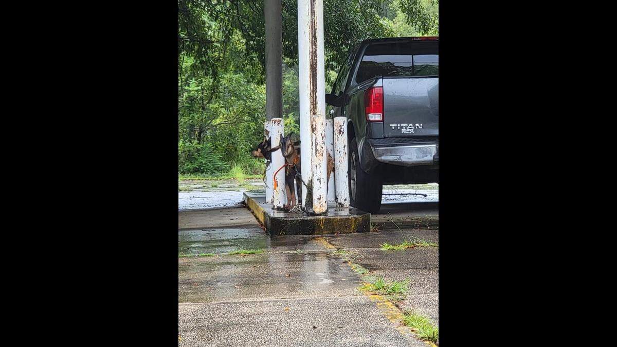 Moss Point police found a runaway goat on Sunday as Hurricane Ida approached.