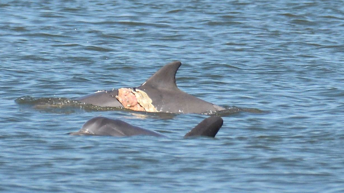 A dolphin with a large wound was spotted weeks ago off the South Carolina coast. It is believed to have been caused by a shark.