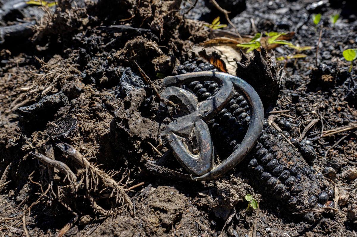 Sheridan Wahl, age 21, was found dead two days after her car was found burning in this Florence County cornfield. A 500 yard swath of corn was leveled as the car crossed the field and burned in a ditch near Keith Lane and U.S. 378 near Coward, S.C. All that remained Friday, Sept. 25 was a car’s emblem, melted glass, charred corncobs and pages of a book. Wahl’s body was found almost ten miles from the cornfield behind the Hanah-Salem-Friendfield Fire Station 1. Sept. 24, 2021..