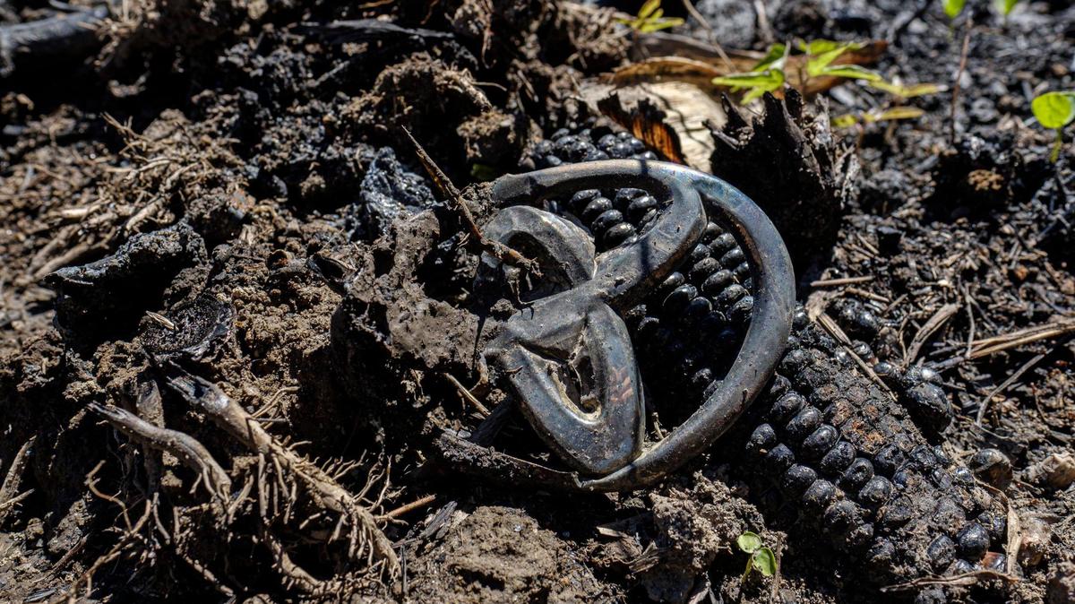 Sheridan Wahl, age 21, was found dead two days after her car was found burning in this Florence County cornfield. A 500 yard swath of corn was leveled as the car crossed the field and burned in a ditch near Keith Lane and U.S. 378 near Coward, S.C. All that remained Friday, Sept. 25 was a car’s emblem, melted glass, charred corncobs and pages of a book. Wahl’s body was found almost ten miles from the cornfield behind the Hanah-Salem-Friendfield Fire Station 1. Sept. 24, 2021..