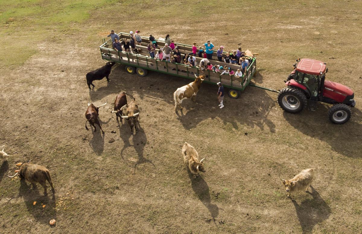 Visitors take a trailer ride to visit cows at Thompson Farm. The farm is one of many places hosting events along the Grand Strand to experience the season. Oct. 23, 2018.