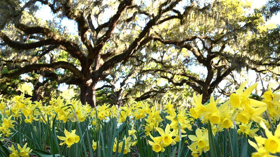 File photo of Brookgreen Gardens -