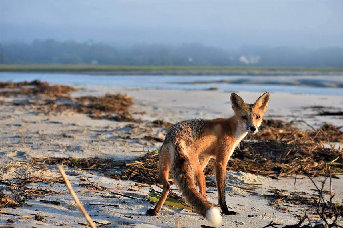 A fox on Pawleys Island