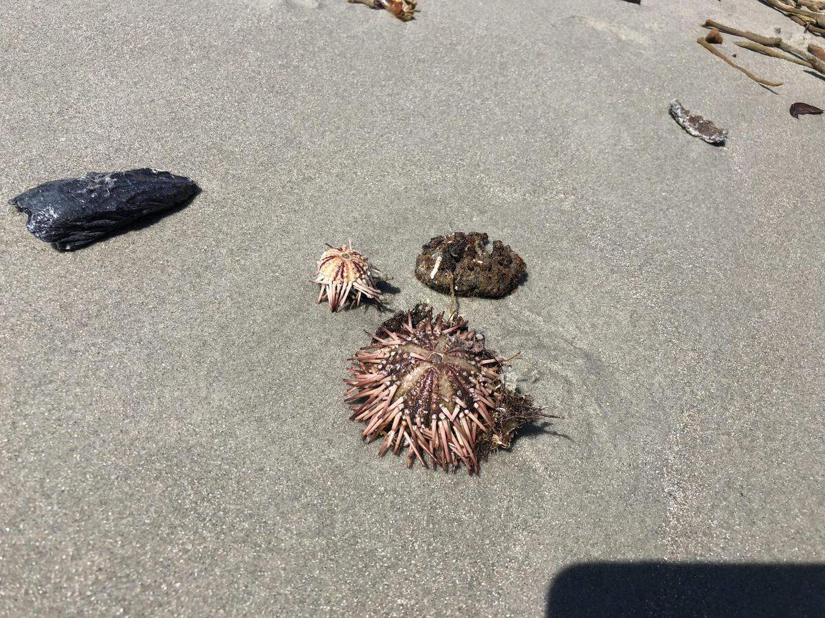 Soft coral and othe sea creatures washed ashore in Myrtle Beach after Hurricane Florence pounded the coast. Sept. 18, 2018